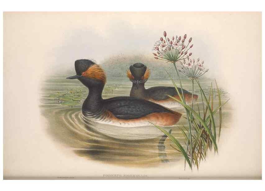 Reproducción/Reproduction 48915092921: The birds of Great Britain. London :Printed by Taylor and Francis, published by the author,1873.. 