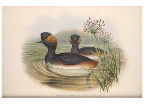 Reproducción/Reproduction 48915092921: The birds of Great Britain. London :Printed by Taylor and Francis, published by the author,1873.. 