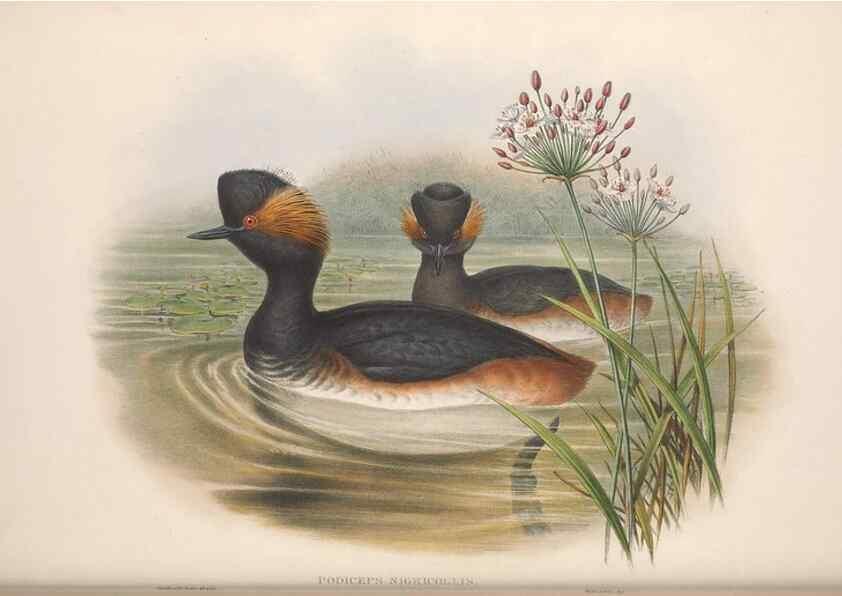 Reproducción/Reproduction 48915092921: The birds of Great Britain. London :Printed by Taylor and Francis, published by the author,1873.. 