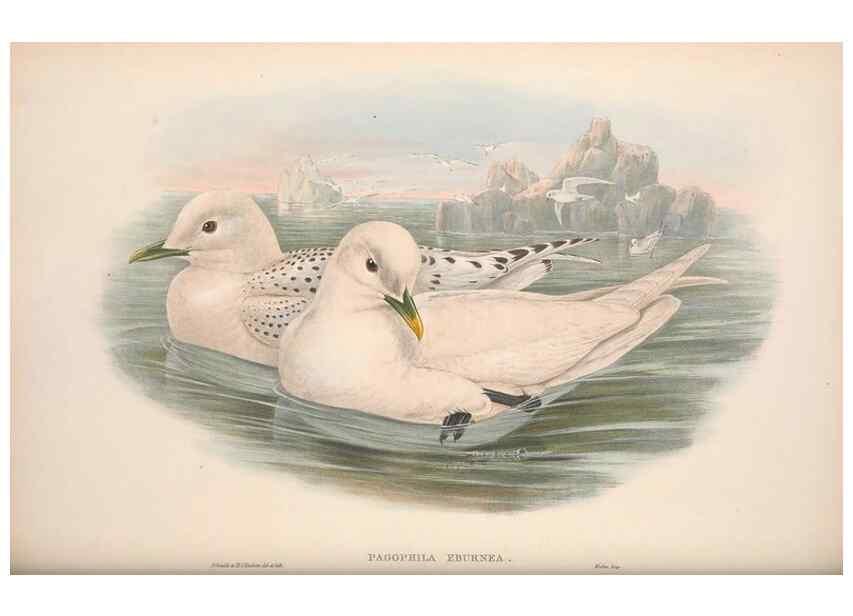 Reproducción/Reproduction 48914572733: The birds of Great Britain. London :Printed by Taylor and Francis, published by the author,1873.. 