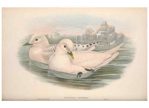 Reproducción/Reproduction 48914572733: The birds of Great Britain. London :Printed by Taylor and Francis, published by the author,1873.. 