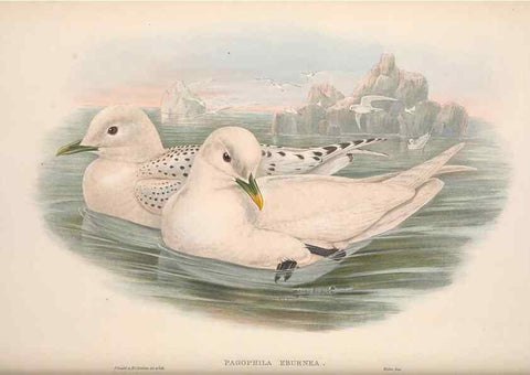 Reproducción/Reproduction 48914572733: The birds of Great Britain. London :Printed by Taylor and Francis, published by the author,1873.. 