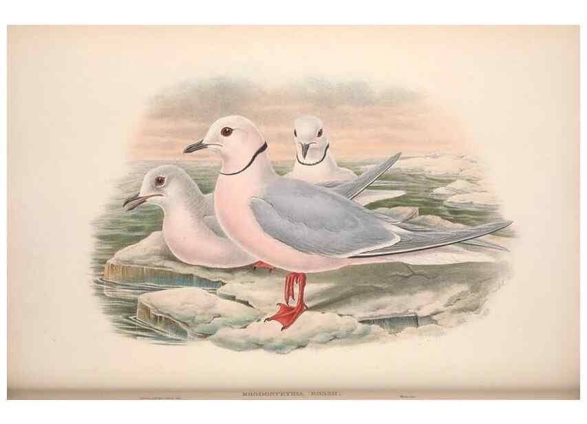 Reproducción/Reproduction 48914573093: The birds of Great Britain. London :Printed by Taylor and Francis, published by the author,1873.. 