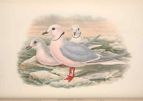 Reproducción/Reproduction 48914573093: The birds of Great Britain. London :Printed by Taylor and Francis, published by the author,1873.. 
