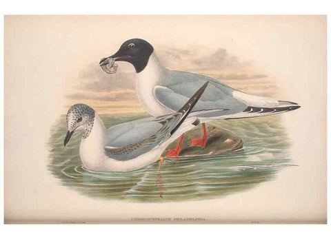 Reproducción/Reproduction 48914574018: The birds of Great Britain. London :Printed by Taylor and Francis, published by the author,1873.. 
