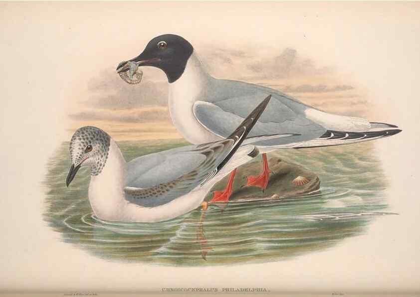 Reproducción/Reproduction 48914574018: The birds of Great Britain. London :Printed by Taylor and Francis, published by the author,1873.. 