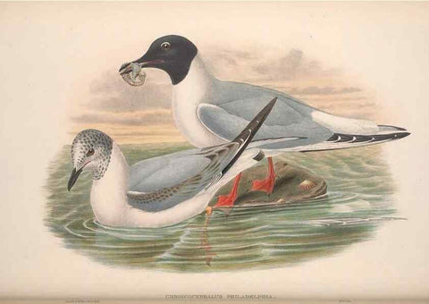 Reproducción/Reproduction 48914574018: The birds of Great Britain. London :Printed by Taylor and Francis, published by the author,1873.. 