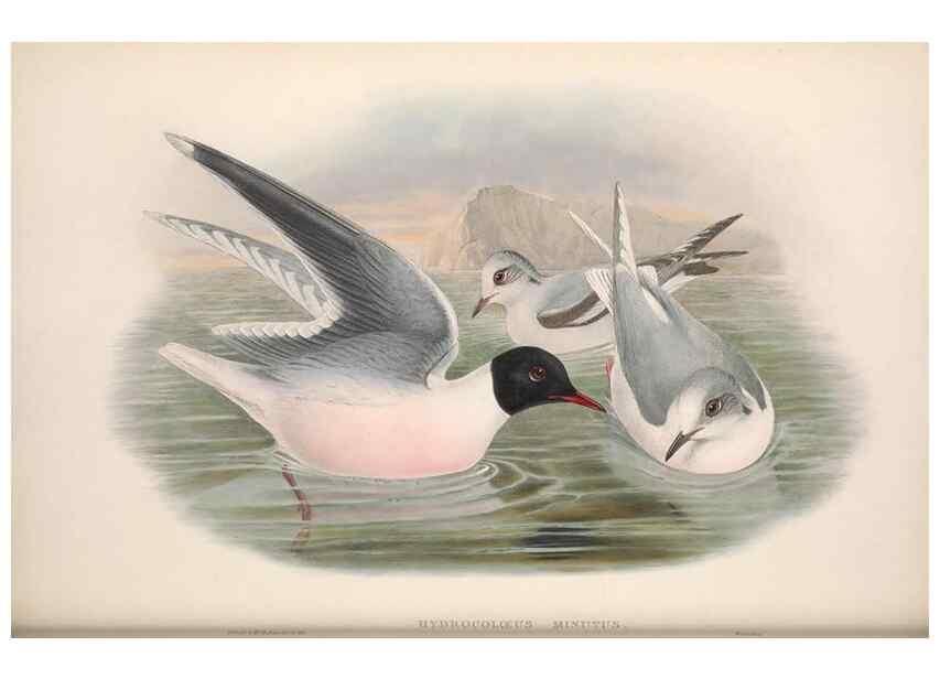 Reproducción/Reproduction 48915306062: The birds of Great Britain. London :Printed by Taylor and Francis, published by the author,1873.. 