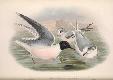 Reproducción/Reproduction 48915306062: The birds of Great Britain. London :Printed by Taylor and Francis, published by the author,1873.. 