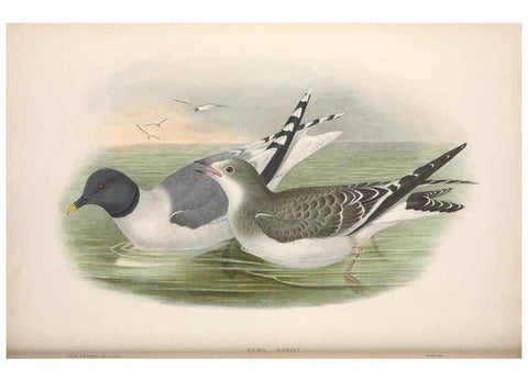 Reproducción/Reproduction 48915103496: The birds of Great Britain. London :Printed by Taylor and Francis, published by the author,1873.. 