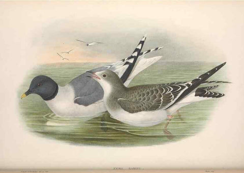 Reproducción/Reproduction 48915103496: The birds of Great Britain. London :Printed by Taylor and Francis, published by the author,1873.. 