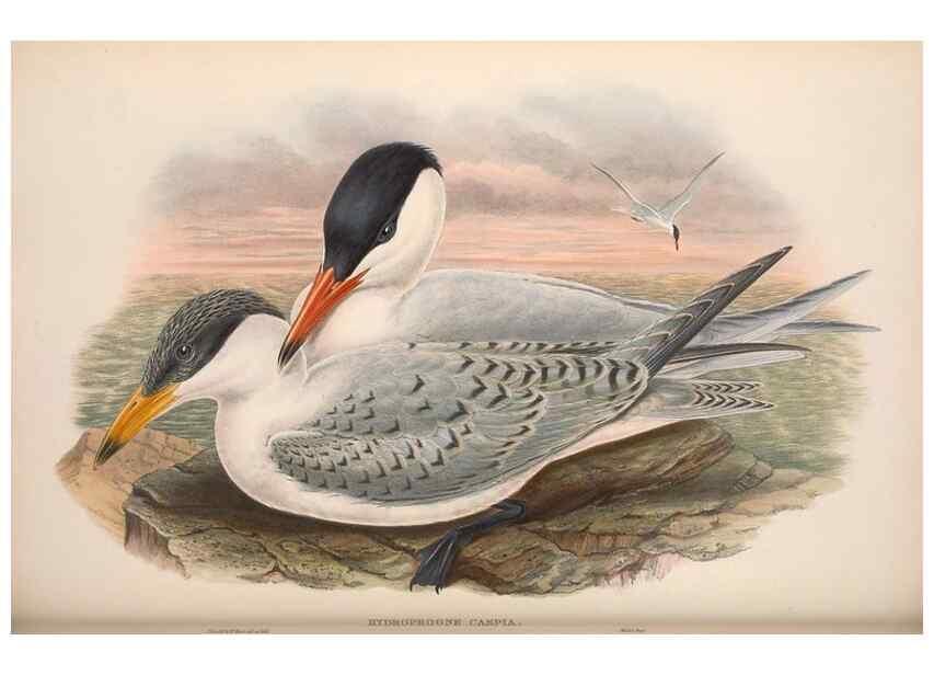 Reproducción/Reproduction 48915104046: The birds of Great Britain. London :Printed by Taylor and Francis, published by the author,1873.. 
