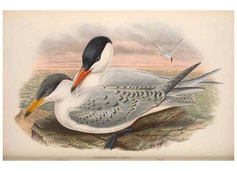 Reproducción/Reproduction 48915104046: The birds of Great Britain. London :Printed by Taylor and Francis, published by the author,1873.. 