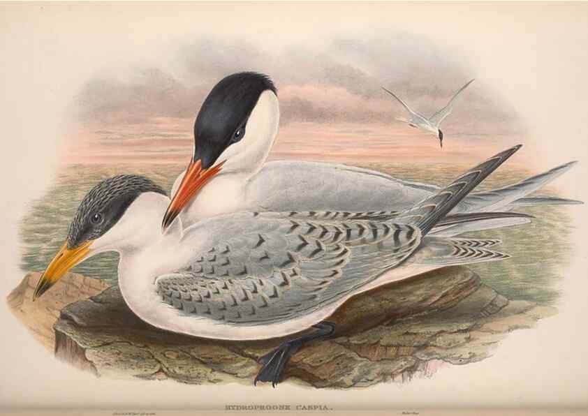 Reproducción/Reproduction 48915104046: The birds of Great Britain. London :Printed by Taylor and Francis, published by the author,1873.. 