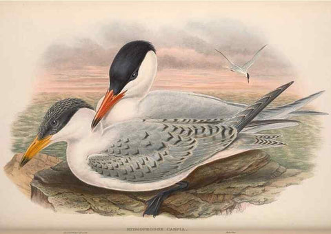 Reproducción/Reproduction 48915104046: The birds of Great Britain. London :Printed by Taylor and Francis, published by the author,1873.. 