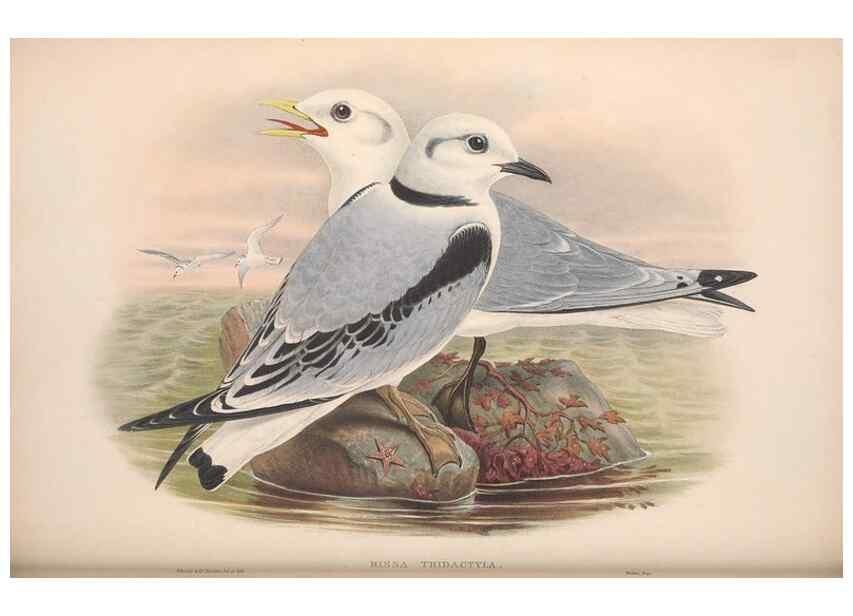 Reproducción/Reproduction 48915101146: The birds of Great Britain. London :Printed by Taylor and Francis, published by the author,1873.. 