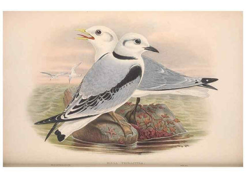 Reproducción/Reproduction 48915101146: The birds of Great Britain. London :Printed by Taylor and Francis, published by the author,1873.. 