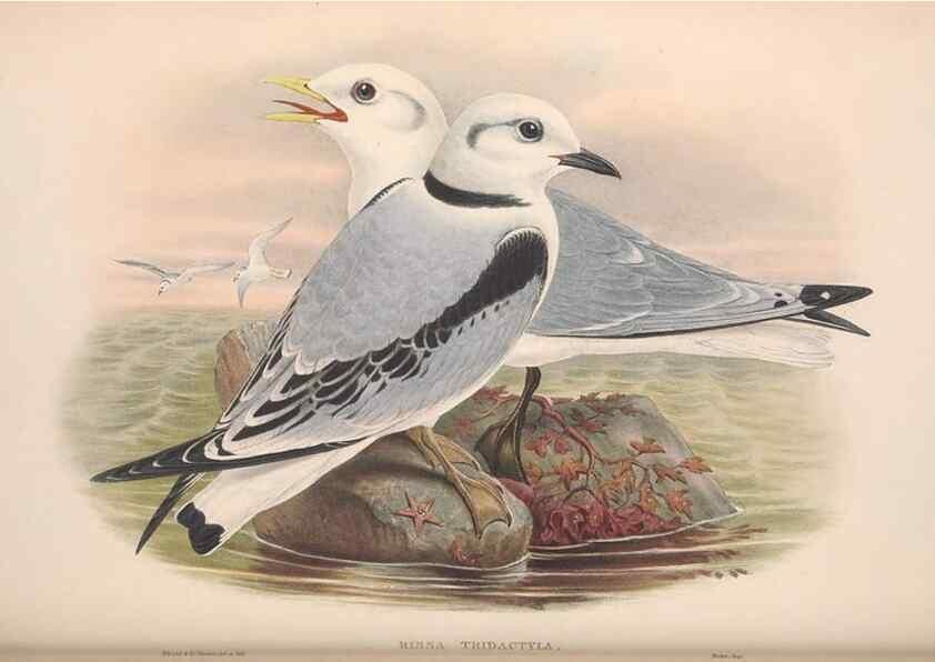 Reproducción/Reproduction 48915101146: The birds of Great Britain. London :Printed by Taylor and Francis, published by the author,1873.. 