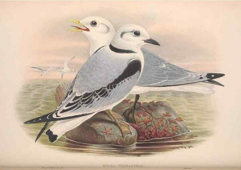 Reproducción/Reproduction 48915101146: The birds of Great Britain. London :Printed by Taylor and Francis, published by the author,1873.. 