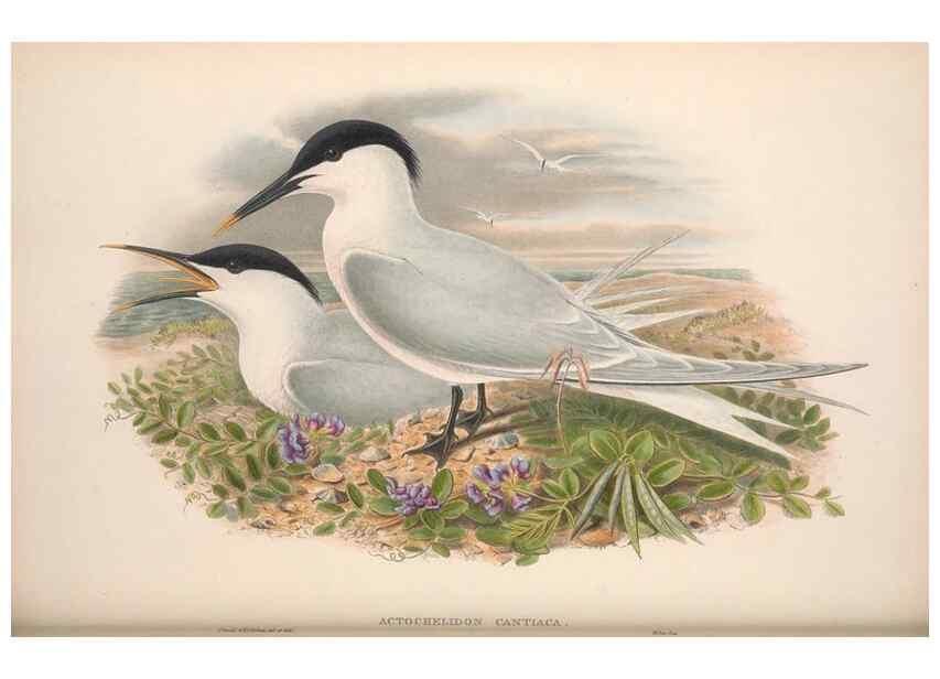 Reproducción/Reproduction 48915307462: The birds of Great Britain. London :Printed by Taylor and Francis, published by the author,1873.. 