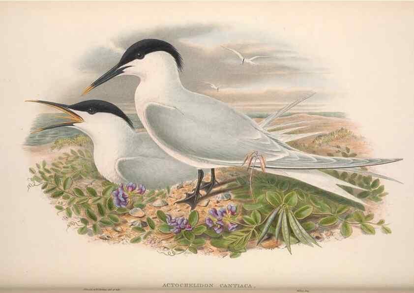 Reproducción/Reproduction 48915307462: The birds of Great Britain. London :Printed by Taylor and Francis, published by the author,1873.. 