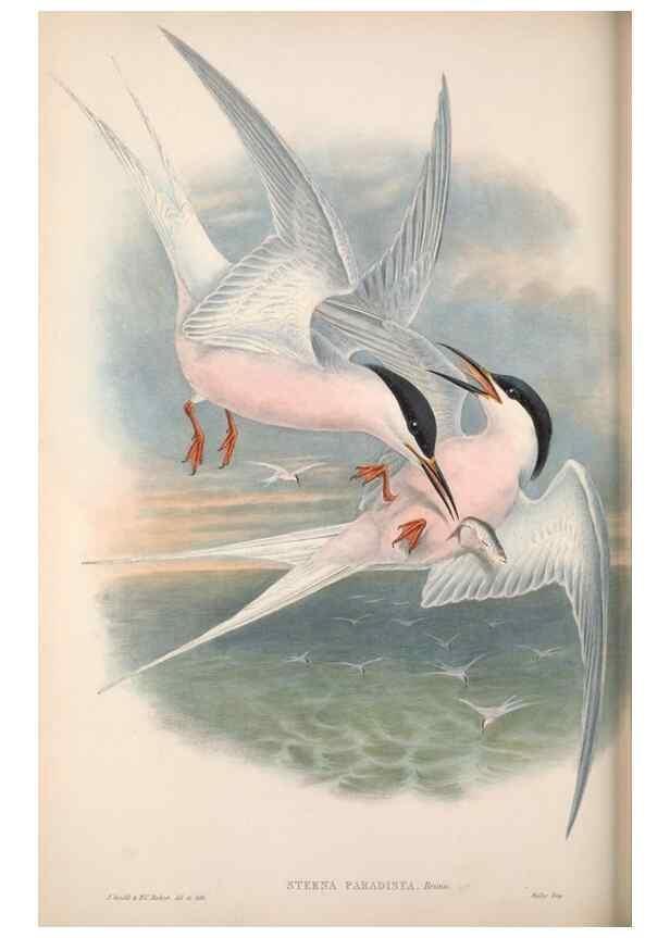 Reproducción/Reproduction 48914576643: The birds of Great Britain. London :Printed by Taylor and Francis, published by the author,1873.. 