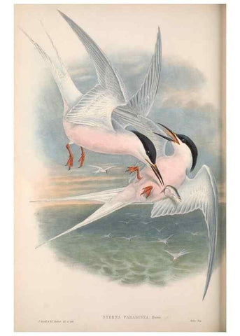 Reproducción/Reproduction 48914576643: The birds of Great Britain. London :Printed by Taylor and Francis, published by the author,1873.. 