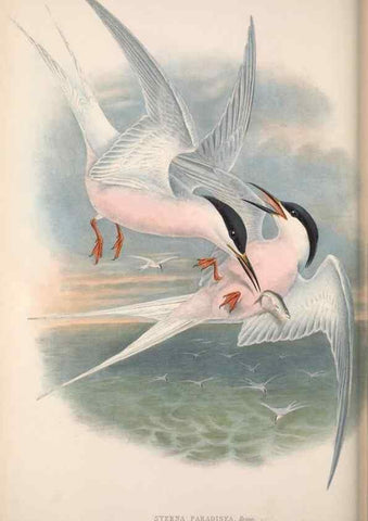 Reproducción/Reproduction 48914576643: The birds of Great Britain. London :Printed by Taylor and Francis, published by the author,1873.. 