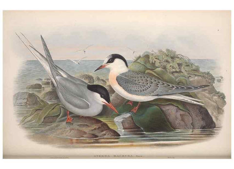 Reproducción/Reproduction 48915105791: The birds of Great Britain. London :Printed by Taylor and Francis, published by the author,1873.. 