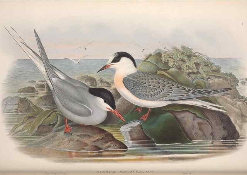 Reproducción/Reproduction 48915105791: The birds of Great Britain. London :Printed by Taylor and Francis, published by the author,1873.. 