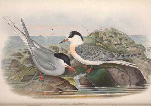 Reproducción/Reproduction 48915105791: The birds of Great Britain. London :Printed by Taylor and Francis, published by the author,1873.. 