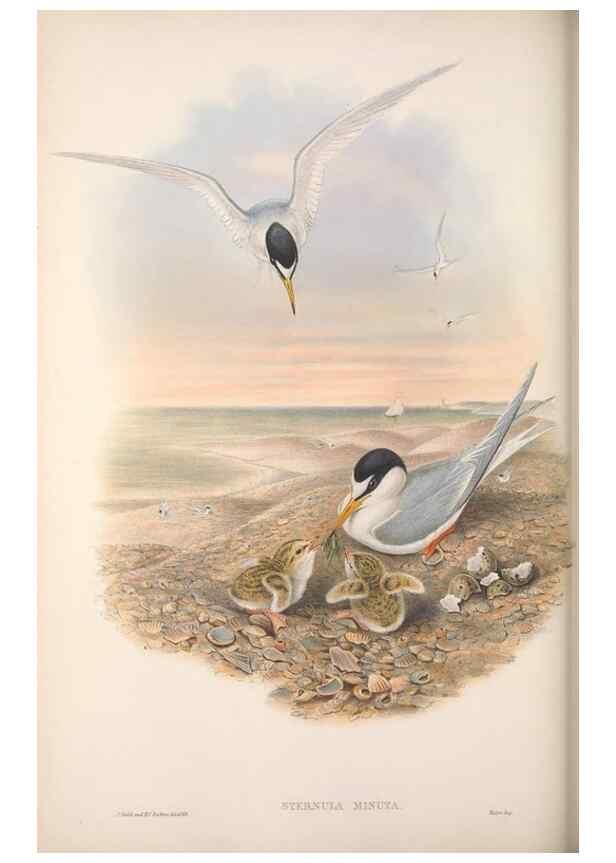 Reproducción/Reproduction 48914577663: The birds of Great Britain. London :Printed by Taylor and Francis, published by the author,1873.. 
