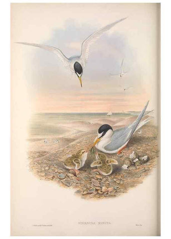 Reproducción/Reproduction 48914577663: The birds of Great Britain. London :Printed by Taylor and Francis, published by the author,1873.. 