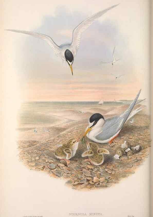 Reproducción/Reproduction 48914577663: The birds of Great Britain. London :Printed by Taylor and Francis, published by the author,1873.. 
