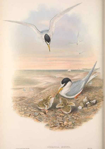 Reproducción/Reproduction 48914577663: The birds of Great Britain. London :Printed by Taylor and Francis, published by the author,1873.. 