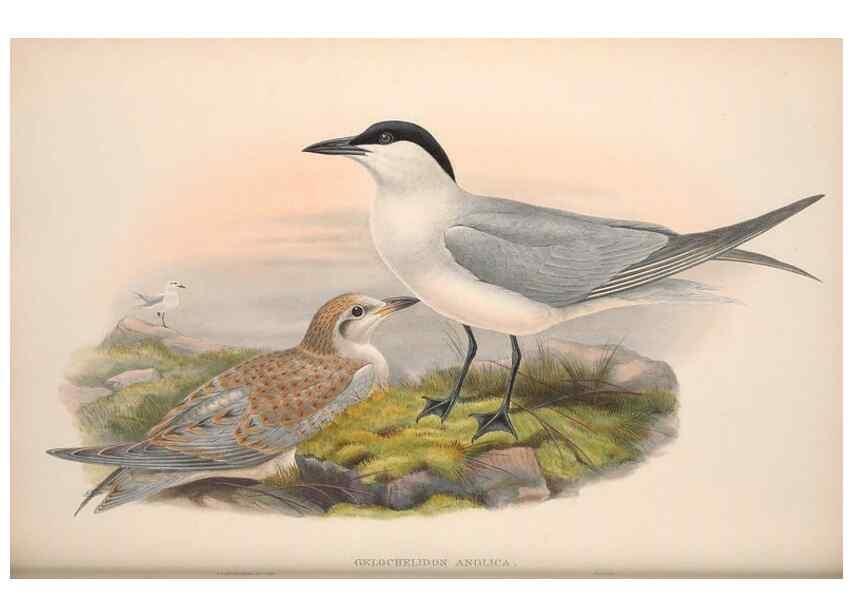 Reproducción/Reproduction 48915106666: The birds of Great Britain. London :Printed by Taylor and Francis, published by the author,1873.. 