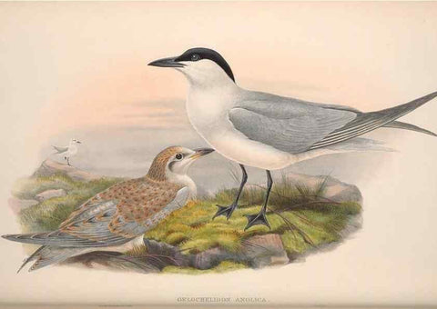 Reproducción/Reproduction 48915106666: The birds of Great Britain. London :Printed by Taylor and Francis, published by the author,1873.. 