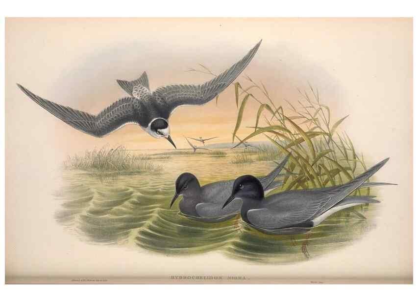 Reproducción/Reproduction 48915310247: The birds of Great Britain. London :Printed by Taylor and Francis, published by the author,1873.. 