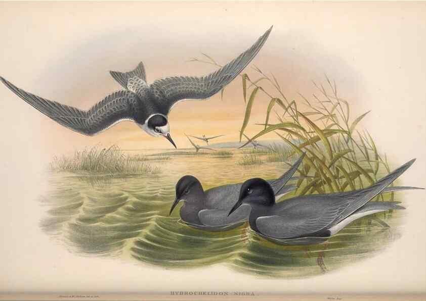 Reproducción/Reproduction 48915310247: The birds of Great Britain. London :Printed by Taylor and Francis, published by the author,1873.. 