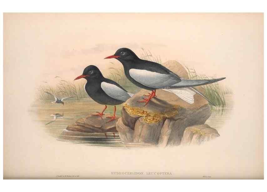 Reproducción/Reproduction 48915107631: The birds of Great Britain. London :Printed by Taylor and Francis, published by the author,1873.. 