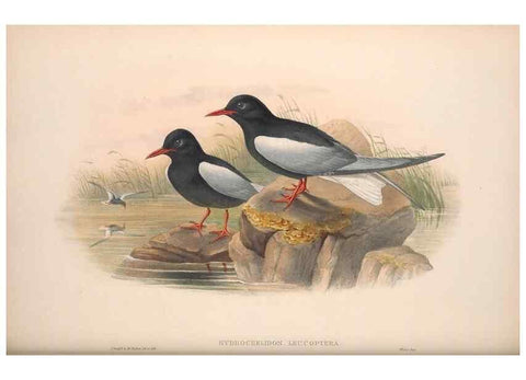 Reproducción/Reproduction 48915107631: The birds of Great Britain. London :Printed by Taylor and Francis, published by the author,1873.. 