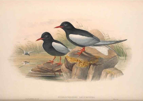 Reproducción/Reproduction 48915107631: The birds of Great Britain. London :Printed by Taylor and Francis, published by the author,1873.. 