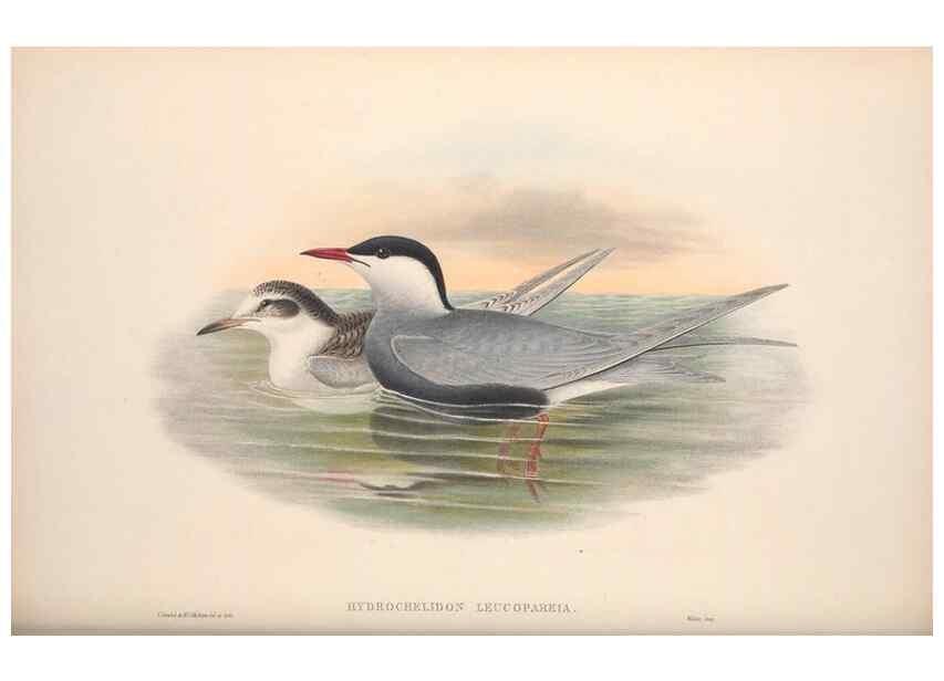 Reproducción/Reproduction 48914579338: The birds of Great Britain. London :Printed by Taylor and Francis, published by the author,1873.. 