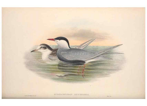 Reproducción/Reproduction 48914579338: The birds of Great Britain. London :Printed by Taylor and Francis, published by the author,1873.. 