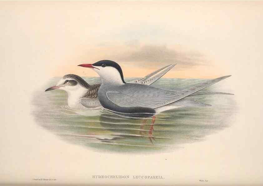 Reproducción/Reproduction 48914579338: The birds of Great Britain. London :Printed by Taylor and Francis, published by the author,1873.. 