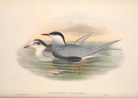 Reproducción/Reproduction 48914579338: The birds of Great Britain. London :Printed by Taylor and Francis, published by the author,1873.. 
