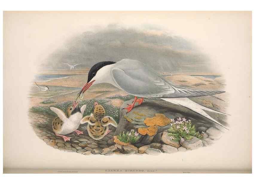 Reproducción/Reproduction 48914576313: The birds of Great Britain. London :Printed by Taylor and Francis, published by the author,1873.. 