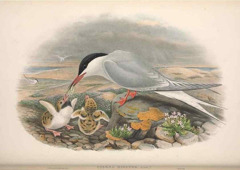 Reproducción/Reproduction 48914576313: The birds of Great Britain. London :Printed by Taylor and Francis, published by the author,1873.. 