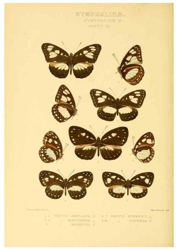 Reproducción/Reproduction 48954634337: Rhopalocera exotica. London :Gurney & Jackson,1887-1902.. 