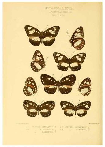Reproducción/Reproduction 48954634337: Rhopalocera exotica. London :Gurney & Jackson,1887-1902.. 